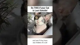 Tips to Find your LOST CAT!