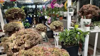  Ngôi Vườn Sen Đá Và Hoa Lan Bạch Hương Vào Mùa Hè .