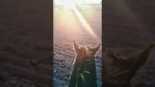 Sunset ride! #horse #equestrian #western