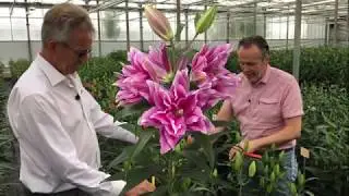 (RL) Roselily Ciara @Van den Bos Test Greenhouse