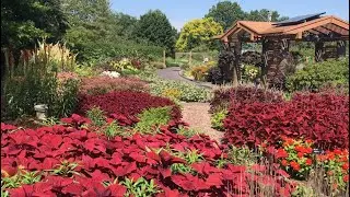 Virtual Tour August 23, 2021: Summer in the Kemper Gardens