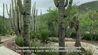 La Reserva de la Biósfera Tehuacán Cuicatlán