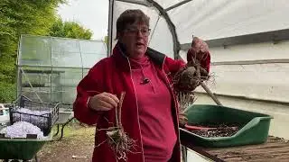 Splitting and potting up our Dahlias
