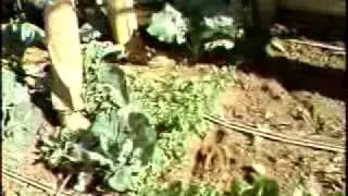 Spacing members of the cabbage family
