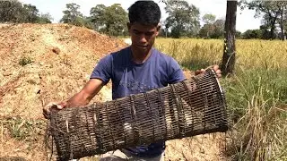 Go to the rice field and find fish to cook
