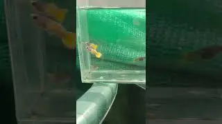 yellow 💛 short body guppy #shorts #viral