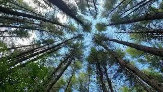 Zen Moment Forest Sky View & Bird Sounds for Meditation
