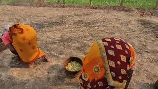 Bastar anchal ki mahuaa binnai|| Culture|| Bastar chhattisgarh|| Pallari time||