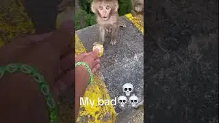 No I don't want corn :( #monkey #funny #cute #comedy #pets