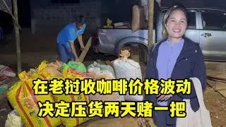 在老撾做生意收咖啡，價格波動一天一價，決定壓貨兩天賭一把！