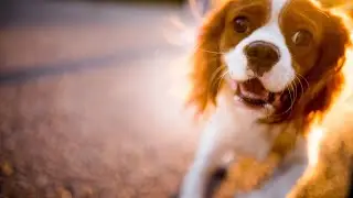 How to Prevent Cavalier King Charles Spaniel s Separation Anxiety During Grooming?