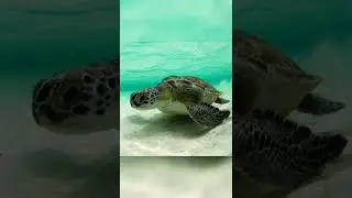 small animals to big animals challenge #short