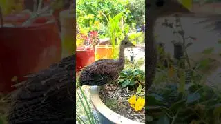Super Turkey World #turkeybird #birdlovers #nature #mario
