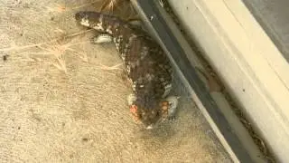 Beans (Little Brown Dog) vs Bobtail Lizard