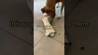 If YOUR DOG is bored TRY THIS!