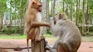 like funny style of Rolex monkey