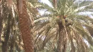 Oasis Dates farm, Al Ain UAE 1 Dubai First video On Tour Day 6 Video 8