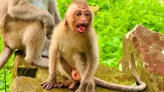 Best video tries comfort baby monkey cute by love#babymonkey #cutebaby
