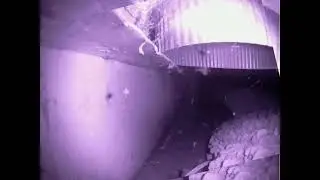 1 Hour of Spiders in 3 Minutes