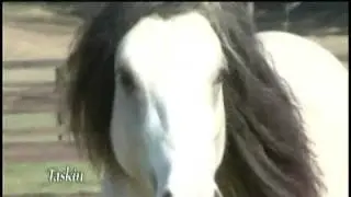 The Stallions of Villa Vanners...