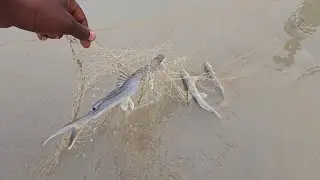 How to hunt a lot of Singad fishes by putting a net in the river #fishhunting2 #fishing 