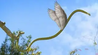 10 Animals With Real Superpowers!