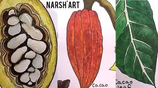 How to draw cacao bean, pod, leaf & flower - where chocolate comes from