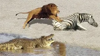Incre&iacute;ble cebra vs Cocodrilo y Le&oacute;n - Pelea de animales salvajes