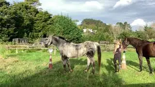Horses Positive Reinforcement and Station Training
