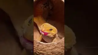 Close-Up Cricket Crunch ASMR! Gecko Eats Crickets Part 2