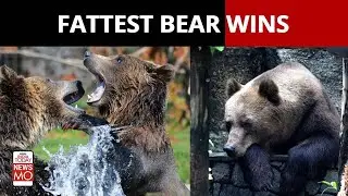 Fat Bear Week: Battle Of The Fattest Bears Is On! | Alaska News