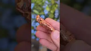 Michigan Copper Rock Specimen #rocks #copper #minerals #geology