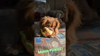 🍔BURGER!💓#playtime #puppy #havingfun #bobsburgers #cutedog #toys #newpuppy #pets #fun #funnypuppy