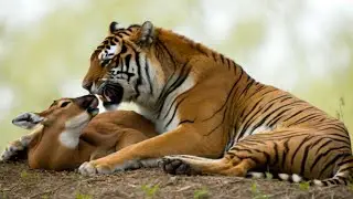 When Predator Meets Prey: The Final Moments of the Hunt