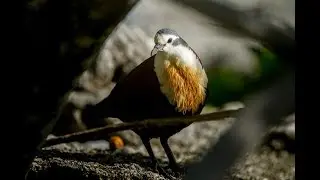 BirdNerd Episode 4: Polynesian Ground dove