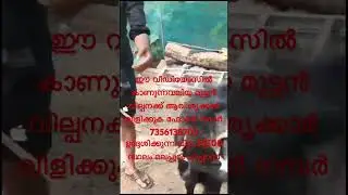 38500 ക്രോസ്സിംഗ് ഐറ്റംസ് ആയ സൂപ്പർ മുട്ടൻ ആട് വില്പനക്ക് #goat #malegoat #goatmarketkerala