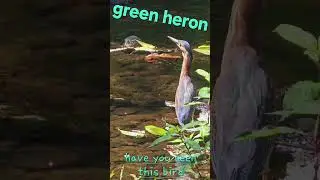 #greenheron