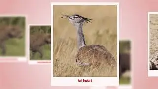 3D Picture Wildlife Gallery  Polaroid Slide Show Created With After Effect 2015