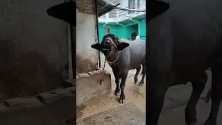 Funny Buffalo Sound You&rsquo;ve Never Heard! 🐃