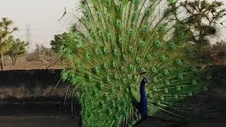 मोर नृत्य peacock dance complete 👌 National birds peacock dance | mor ka dance | मोर डांस inden