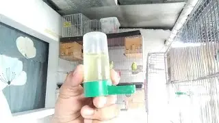 Gamot sa Sipon at Pagtatae ng LoveBirds.