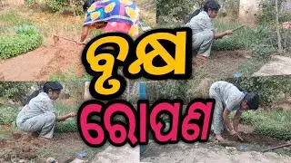 ବୃକ୍ଷ ରୋପଣ 🌲tree plantation 🌲// Himandrimahantavlog #vlog#tree#village 