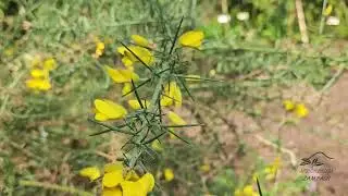 Ulex europaeus hlod&aacute;&scaron; evropsk&yacute;   jaro