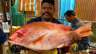 KASIMEDU 🔥SPEED SELVAM | RED SNAPPER FISH 🐟 MASS CUTTING SKILLS | N M FISH CUTTING 🔪