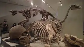 Best Dinosaur Museum Walking Tour At Toronto ROM
