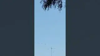 🪶#Storks & #Swallows 🕊️ Wild #Birds 🐦&zwj; 4k Shorts Video Аисты и Ласточки - #Птицы и Природа Украины