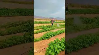 Enjoy Beautiful Nature in UAE| #shortvideo #farming|