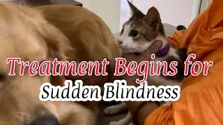 ಸಿಗಾರಿಗೆ ಹಠಾತ್ ಕುರುಡುತನ ಆಗಿದೆ / Singari is Suffering from Sudden Blindness 