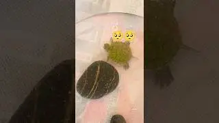 🐢 Ultimate Turtle Tank Setup at Home! | Easy & Aesthetic 🏡✨