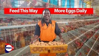 How to Feed Layer Chickens for Maximum Egg Production & Profit | Vet Oliver